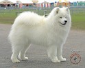 Samoyed